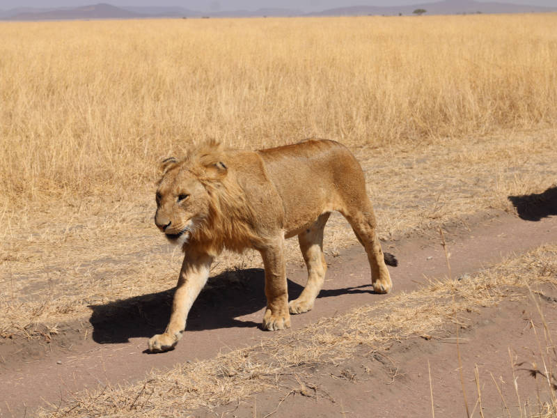 Serengeti National Park - Ngorongoro Crater (Ngorongoro Conservation Area) photo 2