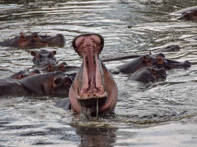 Day 4: Serengeti National Park( full day game drive) photo 1