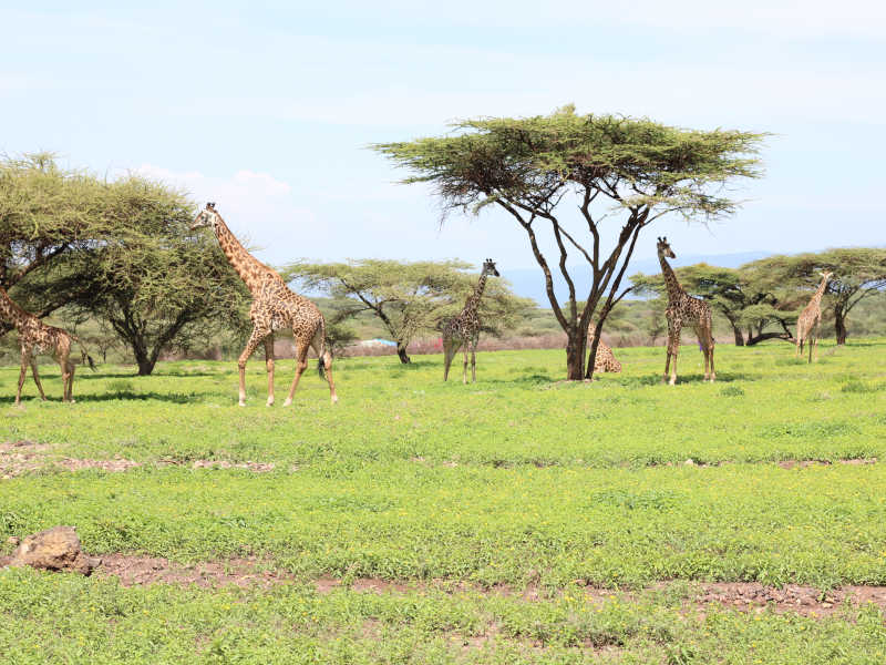 Arusha Town - Arusha National Park - Arusha Town photo 2