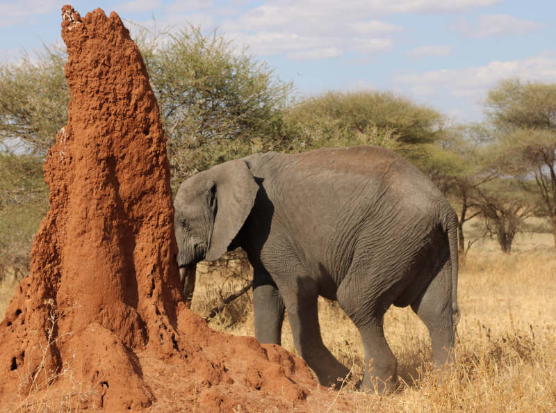 Serengeti National Park to Ngorongoro Crater photo 1