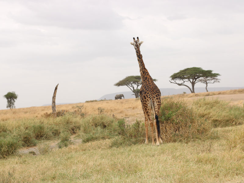 Arusha Town -  Lake Manyara National Park photo 1