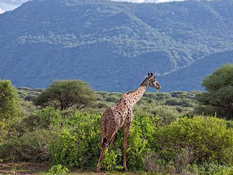 From Arusha to Lake Manyara photo 1