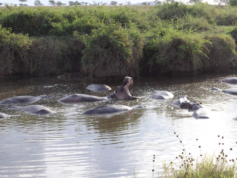 Lake Manyara National Park - Serengeti National Park photo 1