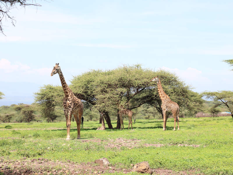 Lake Manyara National Park - Serengeti National Park photo 1