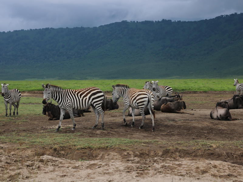 Serengeti National Park - Ngorongoro Crater photo 1