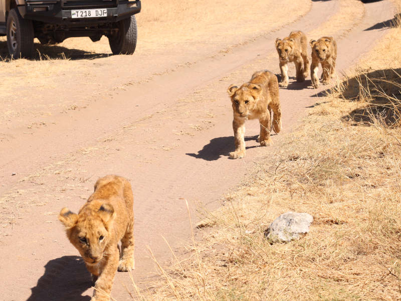 Kilimanjaro International Airport - Arusha Town photo 1