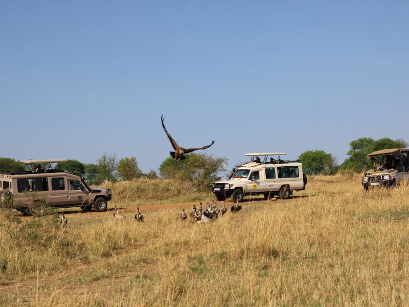 Serengeti National Park - Ngorongoro Crater photo 1