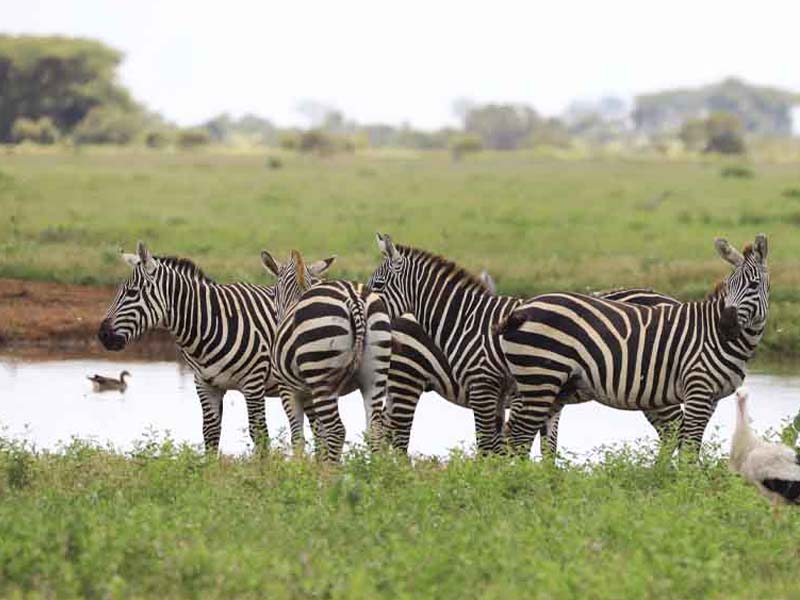Ndutu -  Calving Season photo 1