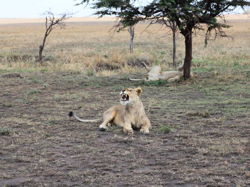 Serengeti National Park - Ngorongoro Crater photo 1