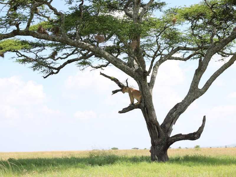 Tarangire National Park - Lake Manyara National Park photo 1