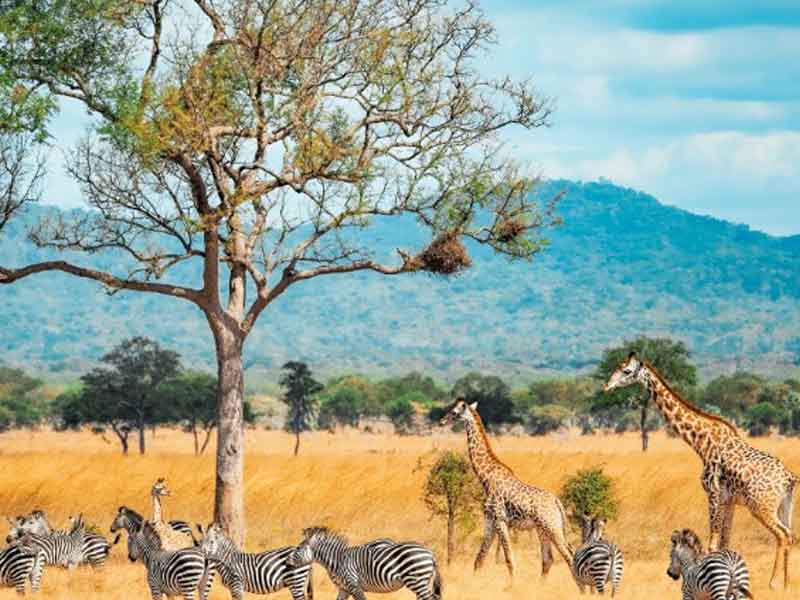 Morning Safari & Return photo 1