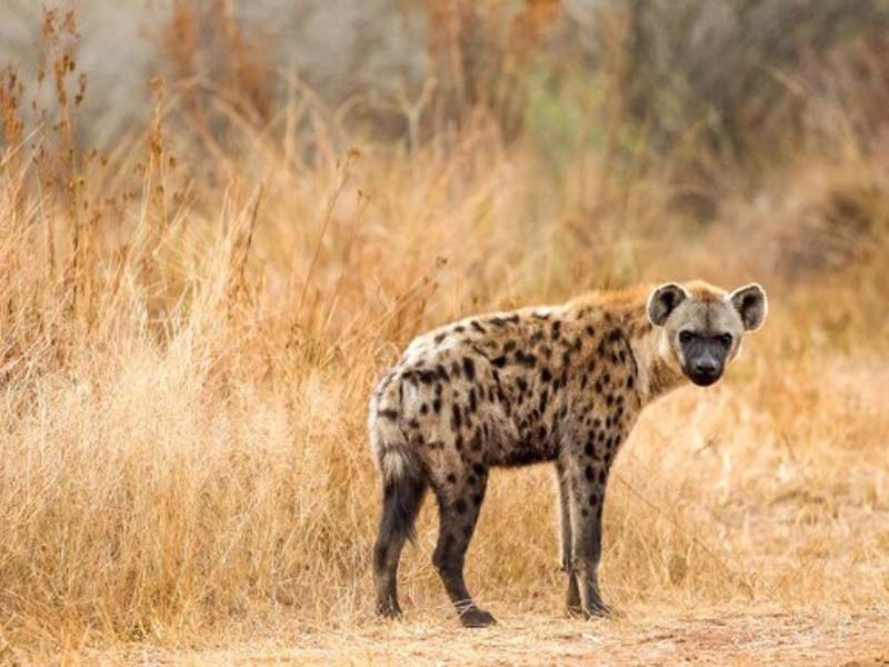 Serengeti National Park to Arusha photo 2