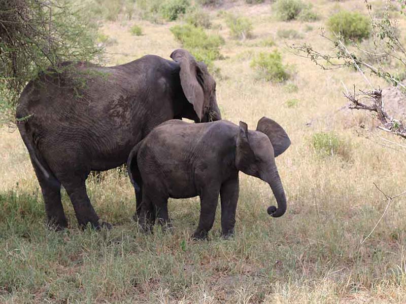 Arusha Town - Tarangire National Park photo 1