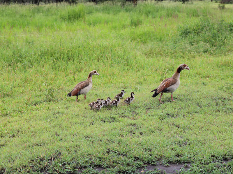 Arusha Town - Lake Manyara National Park photo 1