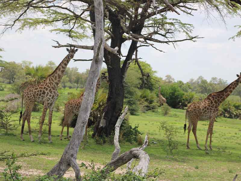 Safari description photo 1