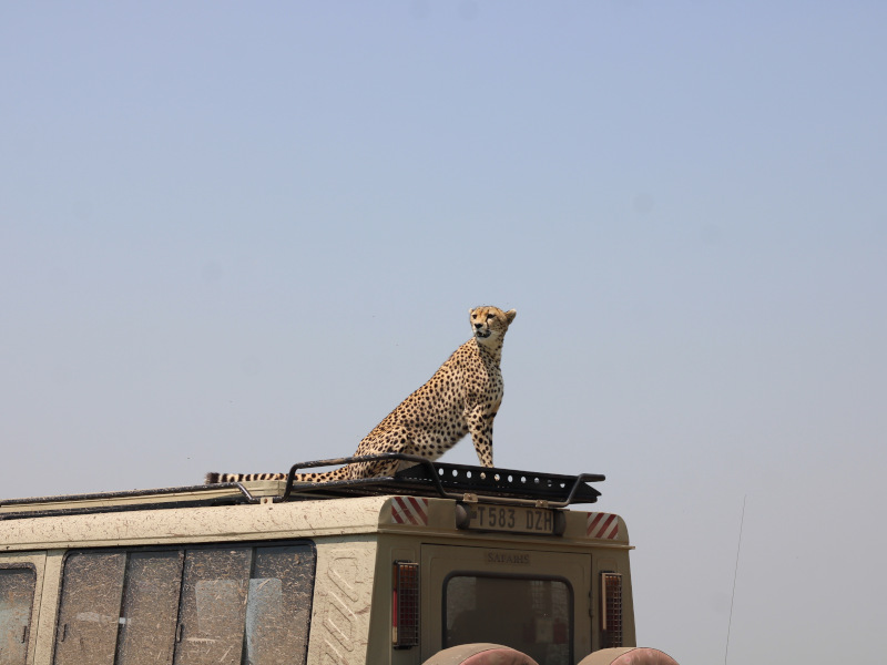 Arusha Town - Serengeti National Park photo 1