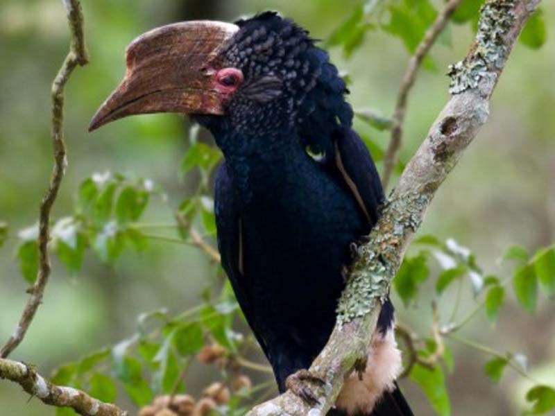 Transfer to Nyerere National Park for Sunset Boat Safari photo 1