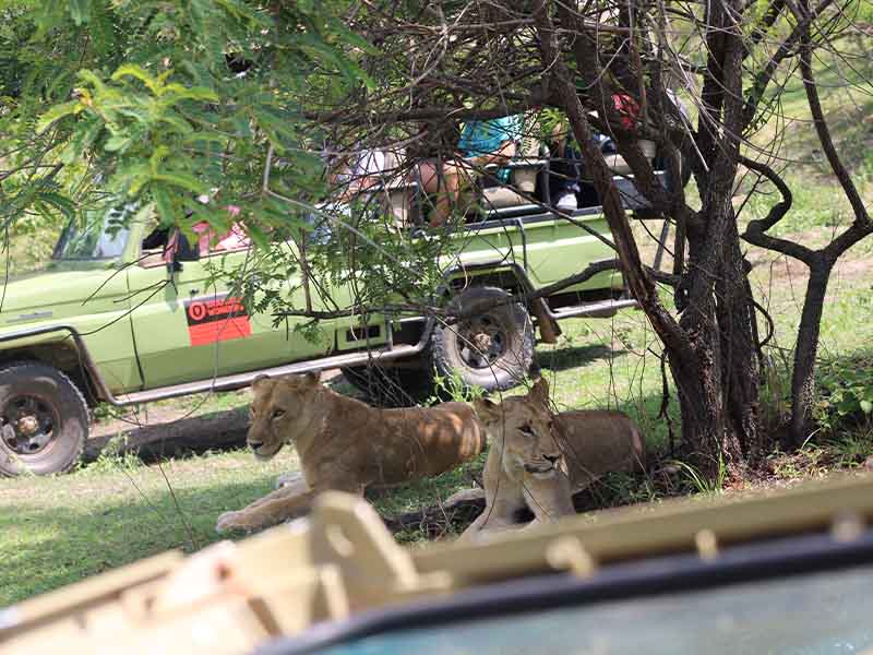 Fly from Zanzibar to Nyerere National Park for an Amazing Game Drive photo 1