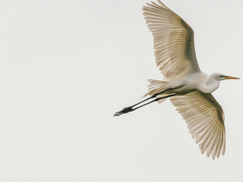 Safari description photo 2