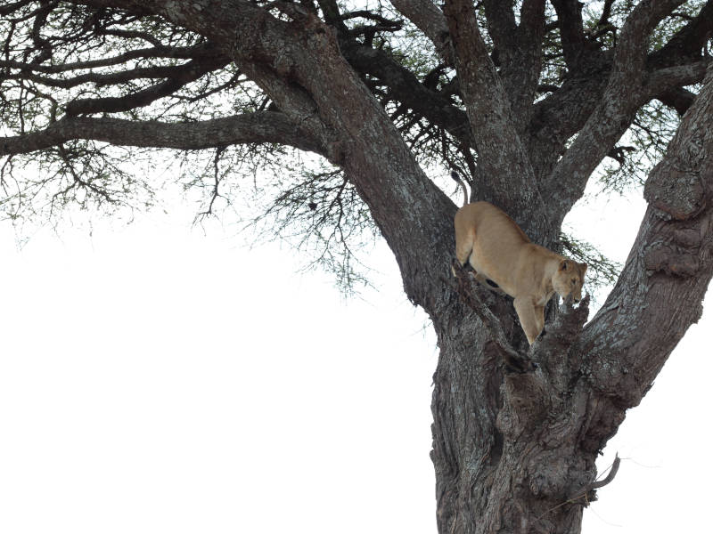 Arusha Town - Lake Manyara National Park photo 1