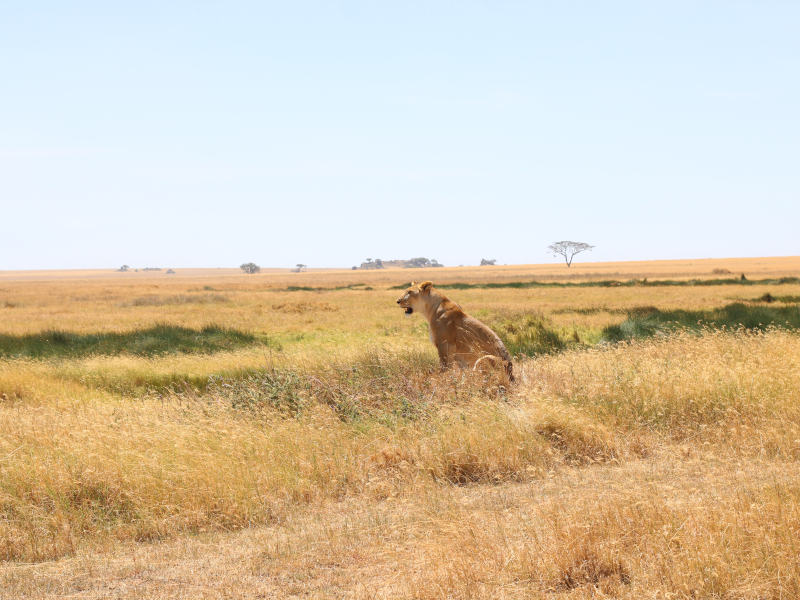 Ngorongoro Crater - Kilimanjaro International Airport (JRO) photo 1