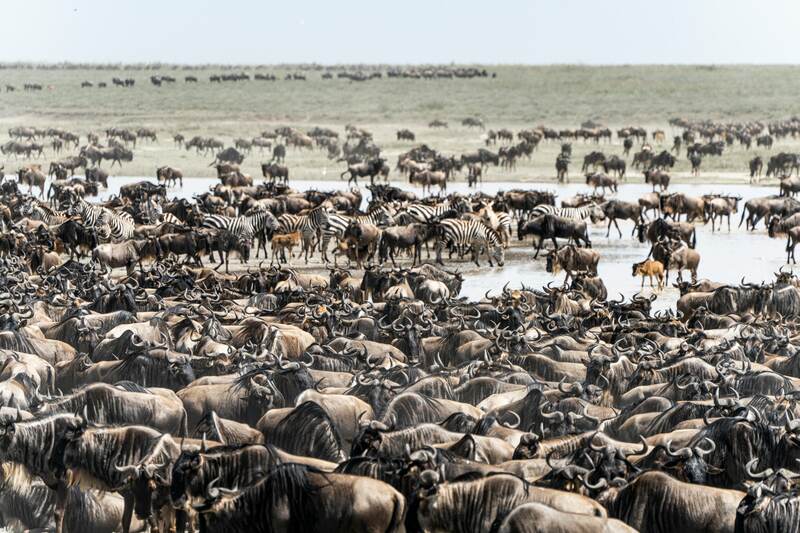 Serengeti National Park (full day in Seronera) photo 1