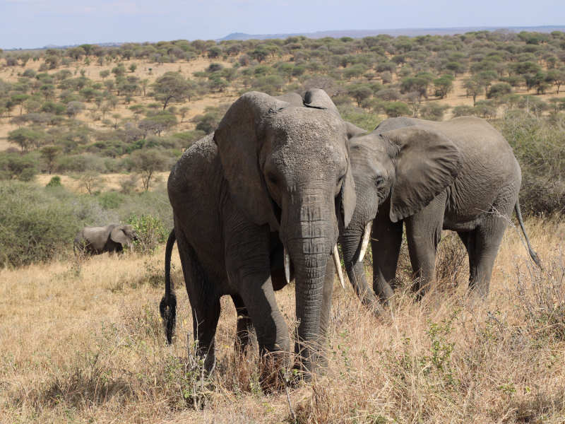 Arusha Town - Tarangire National Park photo 1