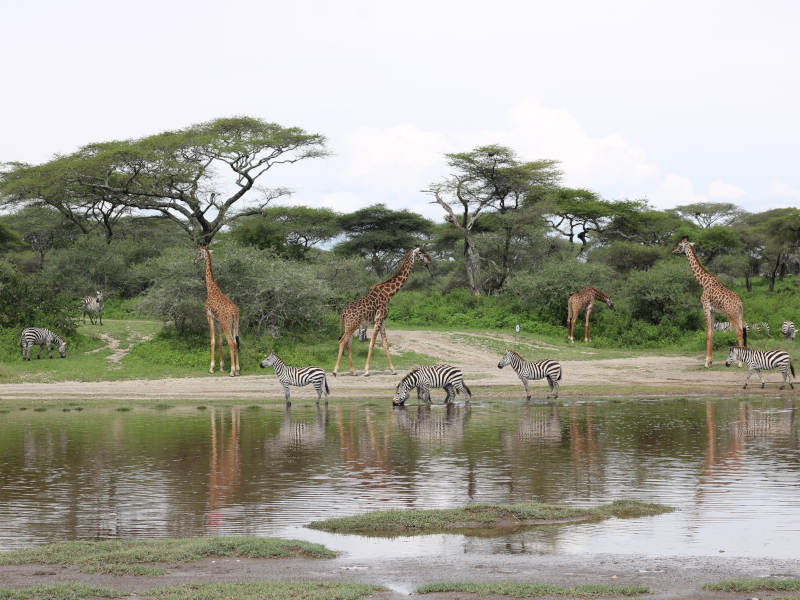 Serengeti National Park - Ngorongoro Crater photo 1