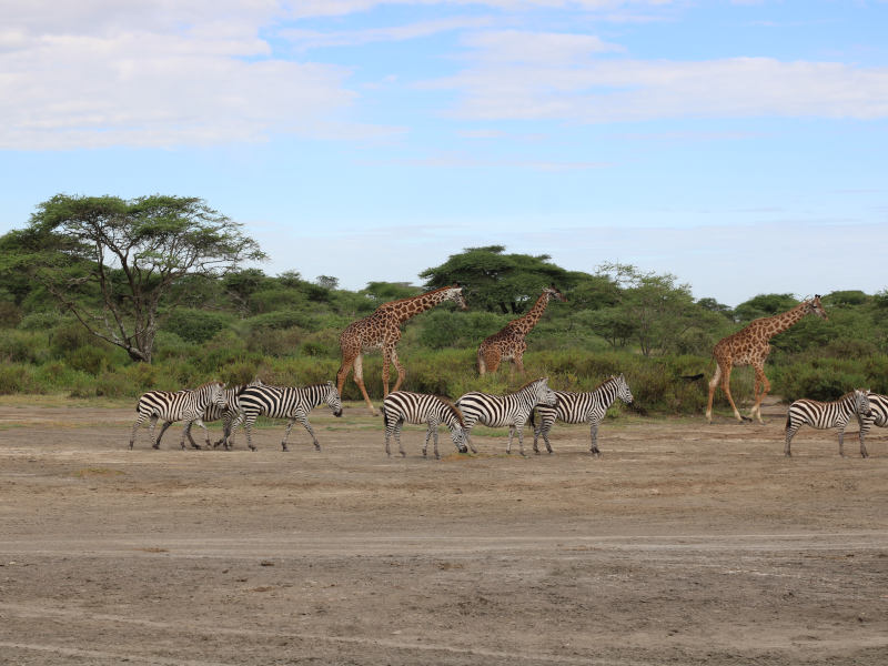 Serengeti National Park -  Ngorongoro Crater photo 1