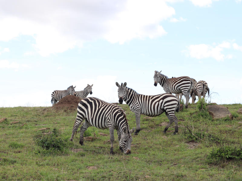 Serengeti National Par (Seronera) Full Day photo 2