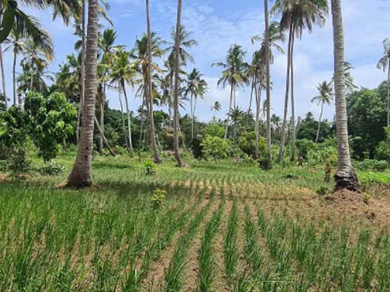 Village Farm & Cultural Experience photo 2