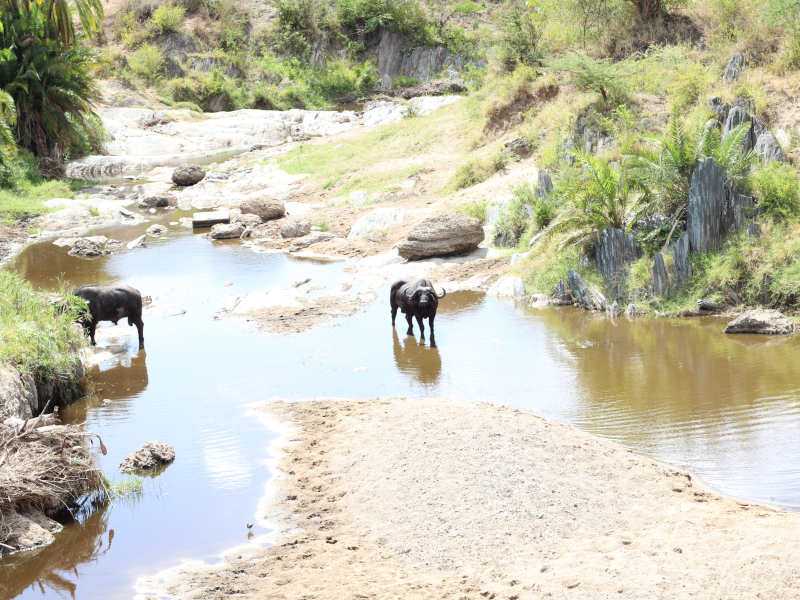 Arusha Town - Tarangire National Park photo 1