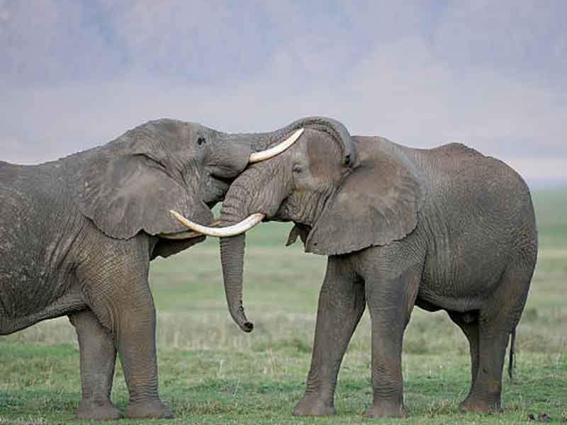 Full Day Game Drive in Serengeti National Park photo 1