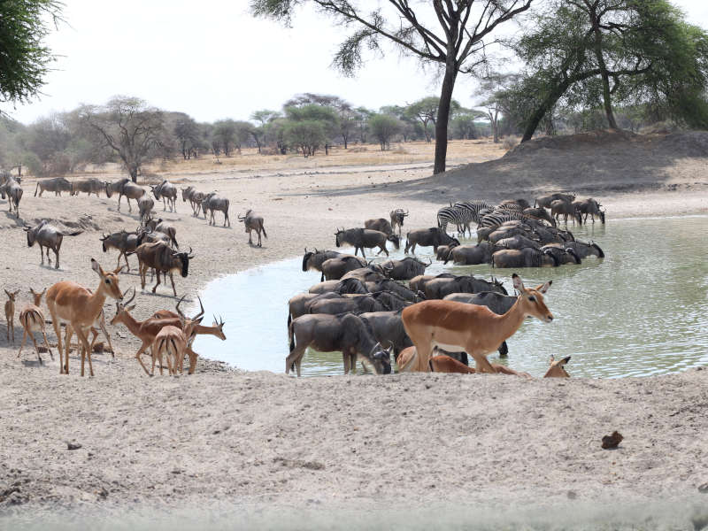 Serengeti National Park (Seronera ) Full Day photo 1