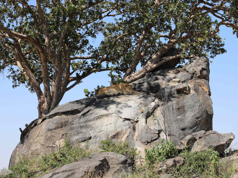 Lake Manyara National Park - Ngorongoro Crater photo 1