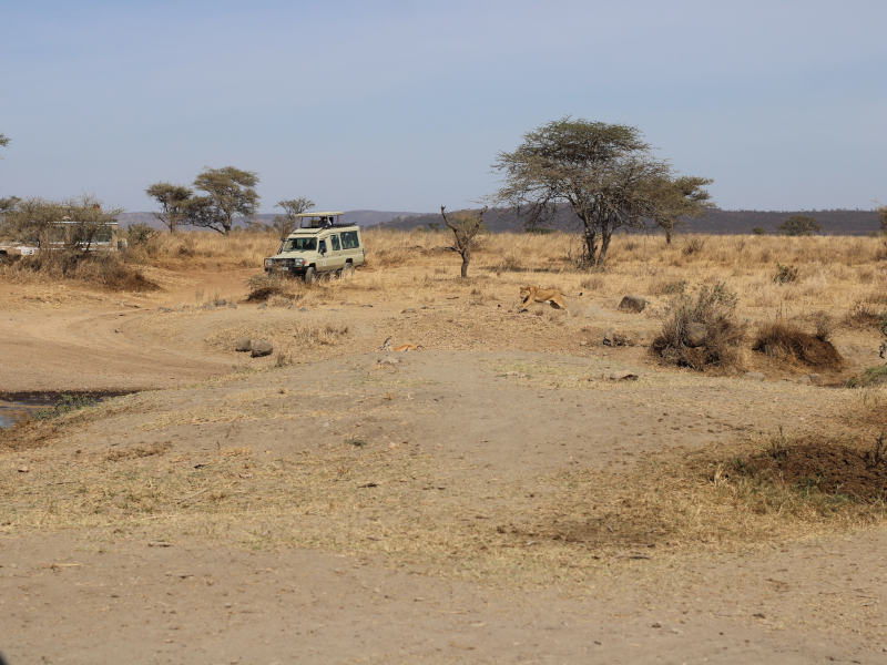 Serengeti National Park - Ngorongoro Crater (Ngorongoro Conservation Area) photo 1