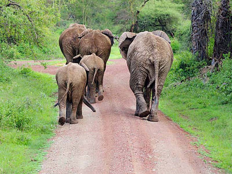 From Arusha to Lake Manyara photo 2