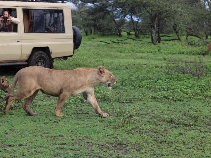 Ngorongoro Crater - Tarangire National Park photo 1