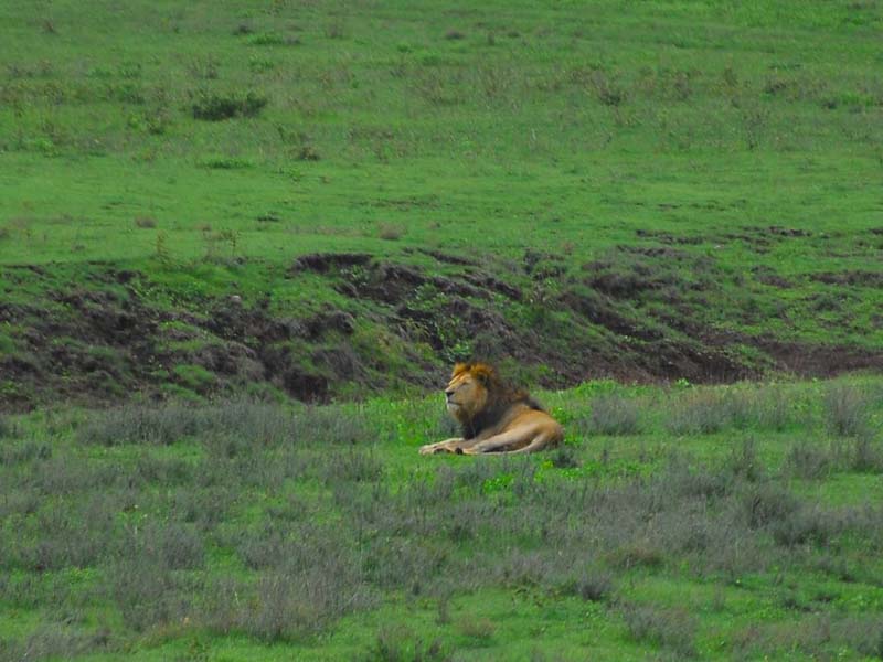 Serengeti National Park  - Ngorongoro Crater photo 1