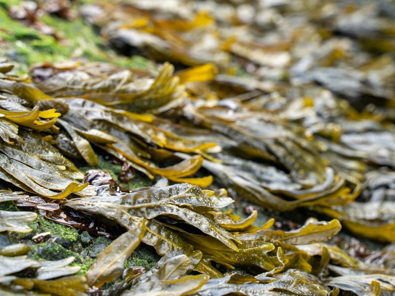 Seaweed farming experience photo 1