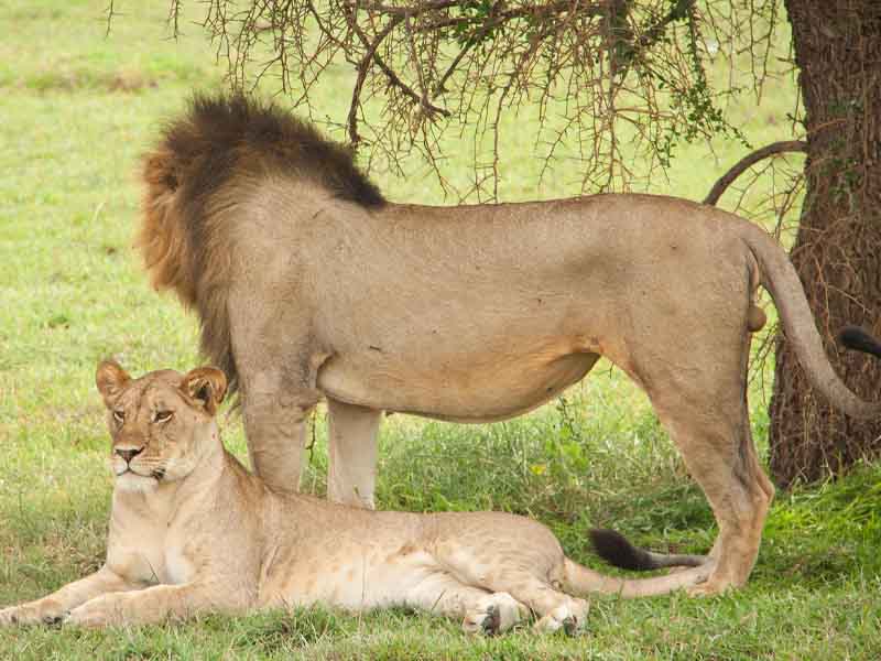Game drive in Serengeti National Park photo 2