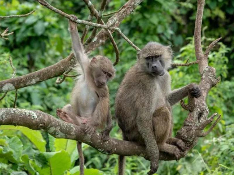 Arusha Town - Arusha National Park photo 1