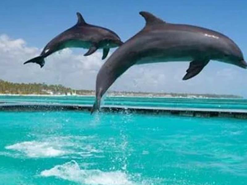 Dolphin Watching  ( Kizimkazi ) photo 1