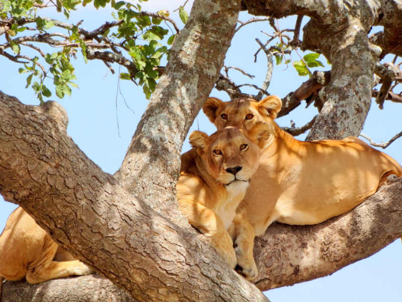 Arusha Town- Lake Manyara National Park - Mto Wa Mbu photo 1