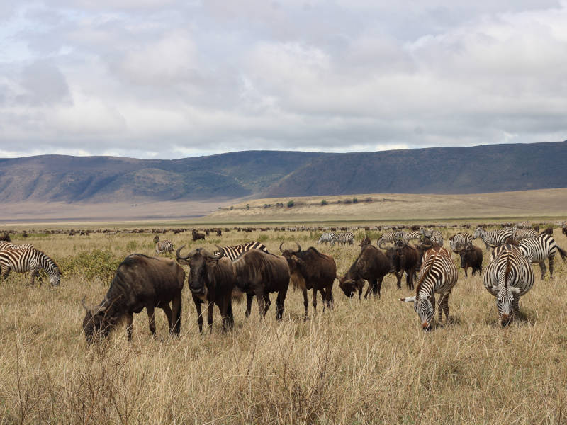 Serengeti National Park - Ngorongoro Crater photo 1