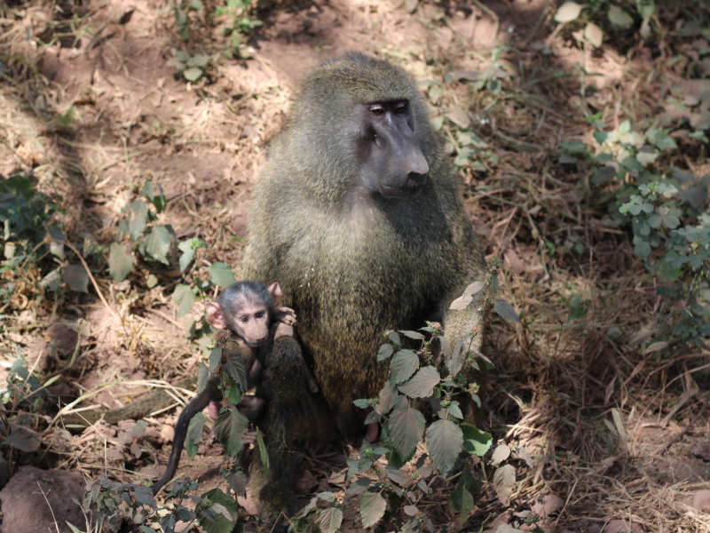 Tarangire National Park - Lake Manyara National Park photo 1