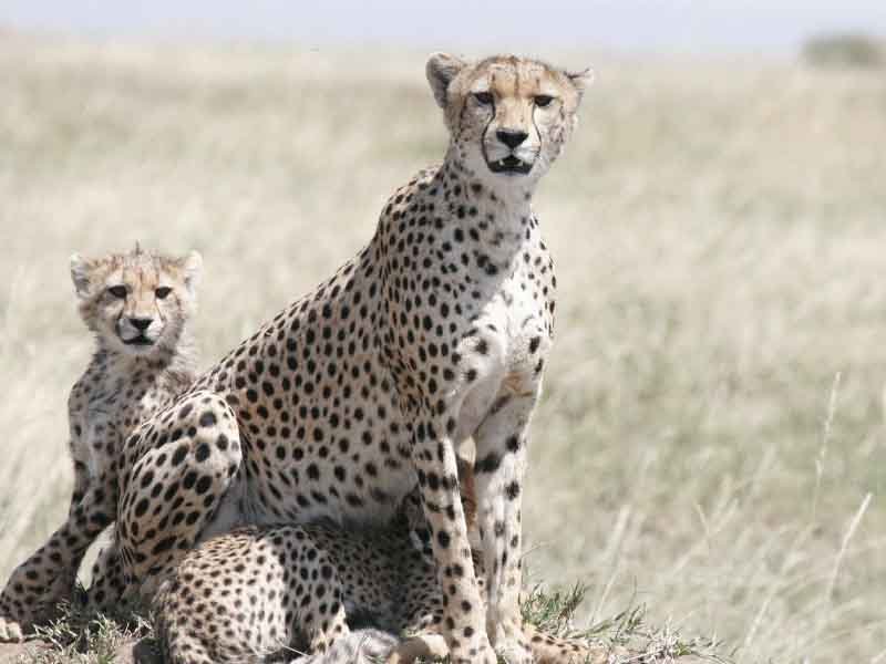Serengeti National Park - Full day Game Drive photo 1