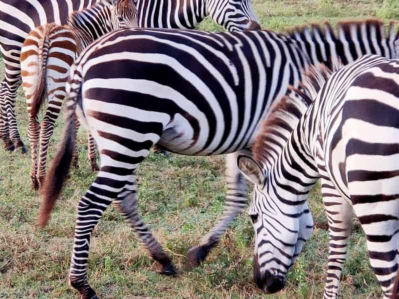 Arusha to Serengeti National Park photo 2