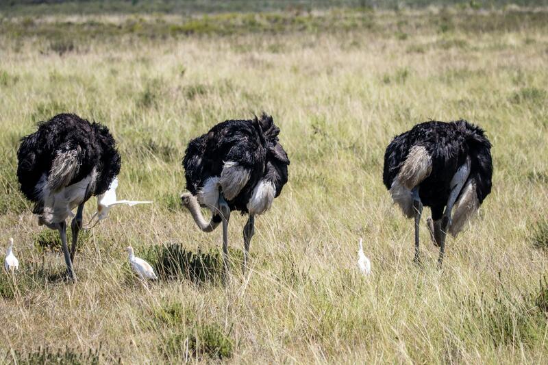 Serengeti National Park - Ngorongoro Crater photo 1