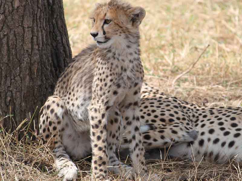 Serengeti Full-Day Game Drive photo 2
